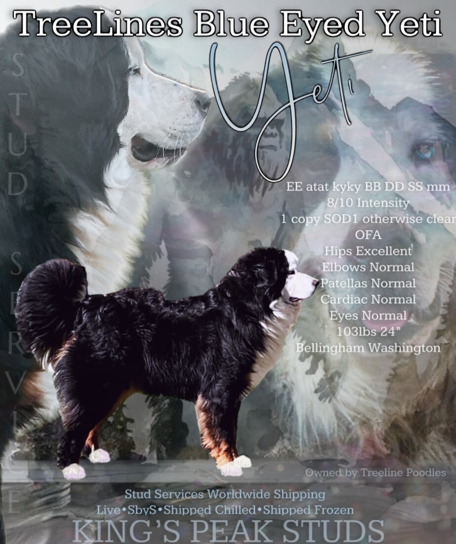 TREELINES BLUE EYED YETI (Yeti)