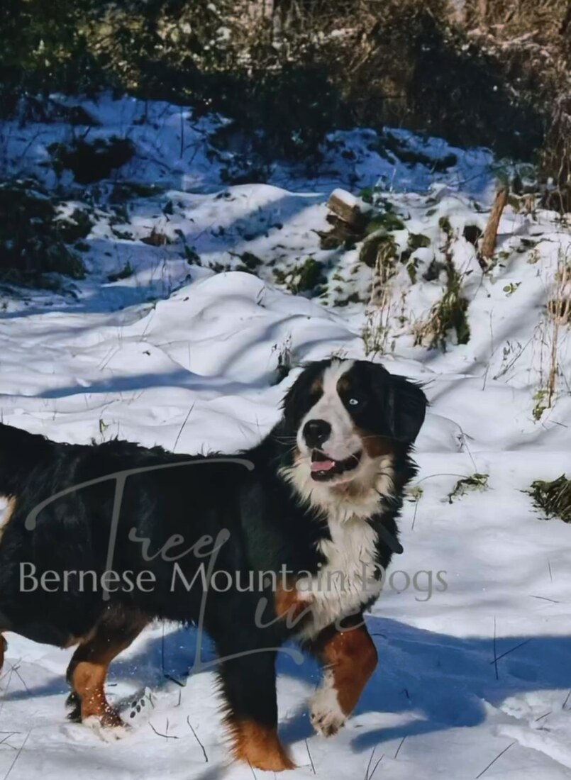 TREELINES NAVY BLUE (Navy)