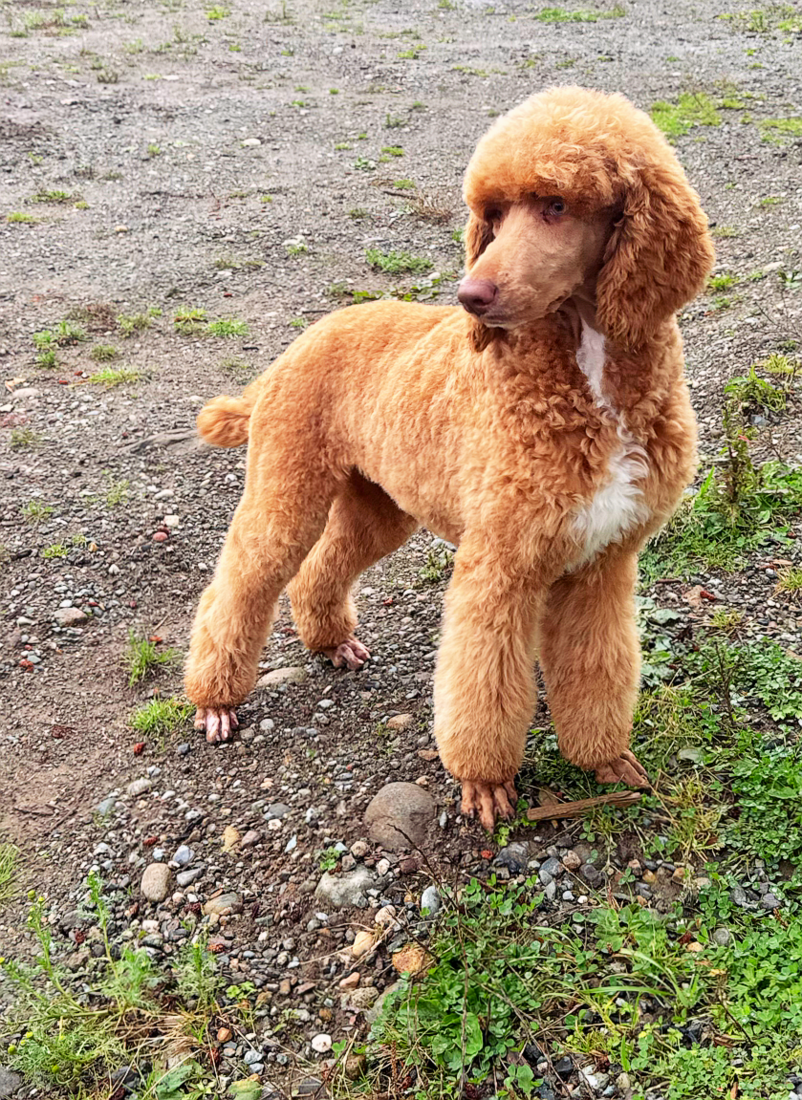 TREELINES ROCKIN BLISS (Jovie)