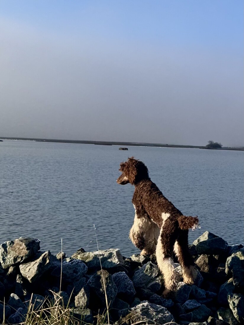 TREELINES IRISH LEADER (Quinn)