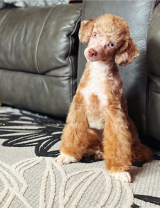 TREELINES LITTLE TATER TOT (Tate)