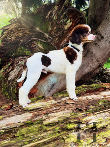 TREELINES NORTHERN SPIRIT  (Kodiak)