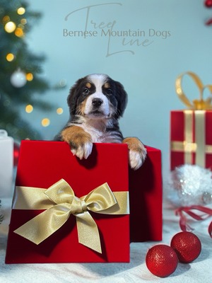 Treelines Flowing Stream of Beauty (Rhea)