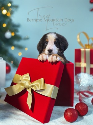 Treelines Delicate Flower (Delilah)