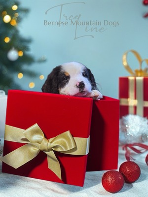 Treelines Watchman  (Ira)