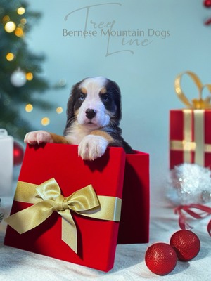 Treelines Painted Prince  (Nekoda)