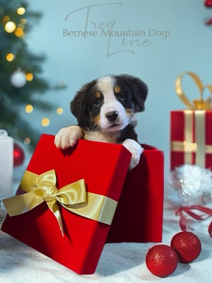 Treelines Luminous Warrior (Luke)