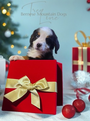 TreeLines Messenger  (Malachi)