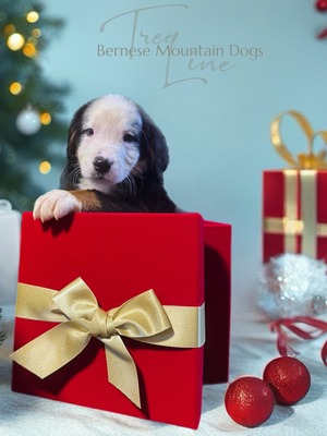 Treelines Strength (Boaz )