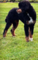 KENTUCKY TREELINES PRINCESS CALISTA (Cali)