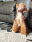 TREELINES LITTLE TATER TOT (Tate)