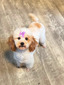 TREELINES STAR OF THE SEA (Mollie)