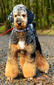GALAXYS CAPTAIN JANGO (Jango)