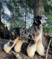 COSMO OF TIMBER (Cosmo)